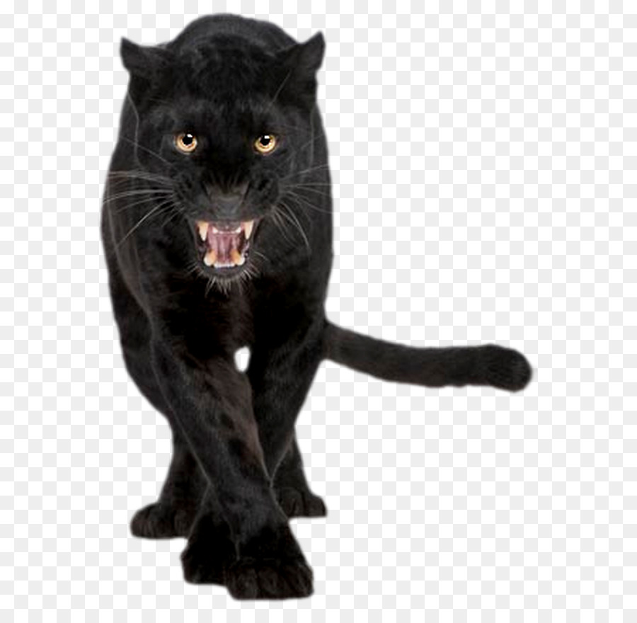 Black panther Jaguar Cougar Felidae Cat - black panther png download - 644*864 - Free Transparent Black Panther png Download.