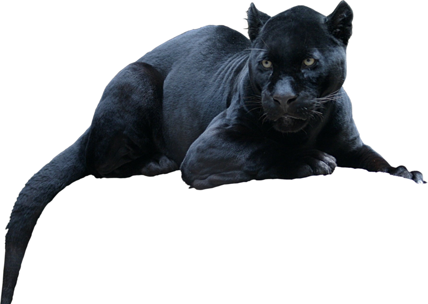 Black Panther Leopard Jaguar Cat Tiger Black Panther Png Download