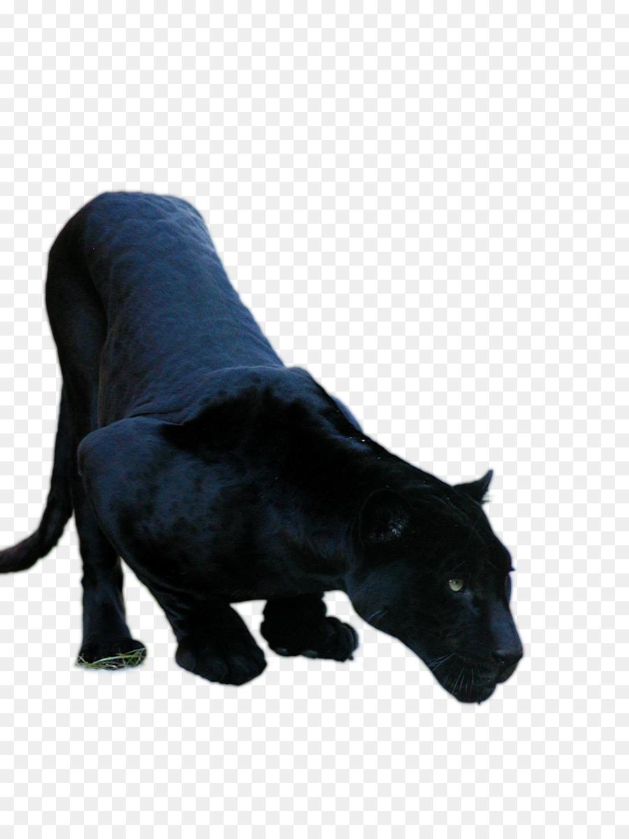 Black panther Jaguar Cars Jaguar XF Cougar - black panther png download - 1200*1600 - Free Transparent Black Panther png Download.