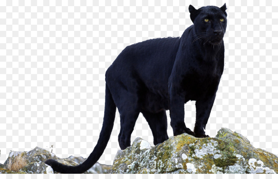 Black panther Jaguar Leopard Cougar - Panther png download - 1024*640 - Free Transparent Black Panther png Download.