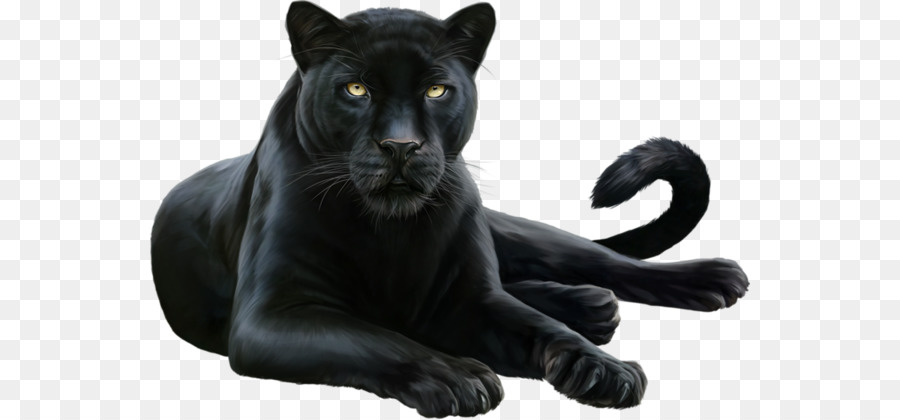 Black Panther Leopard Felidae Cougar - Black Panther png download - 600*419 - Free Transparent Panther png Download.