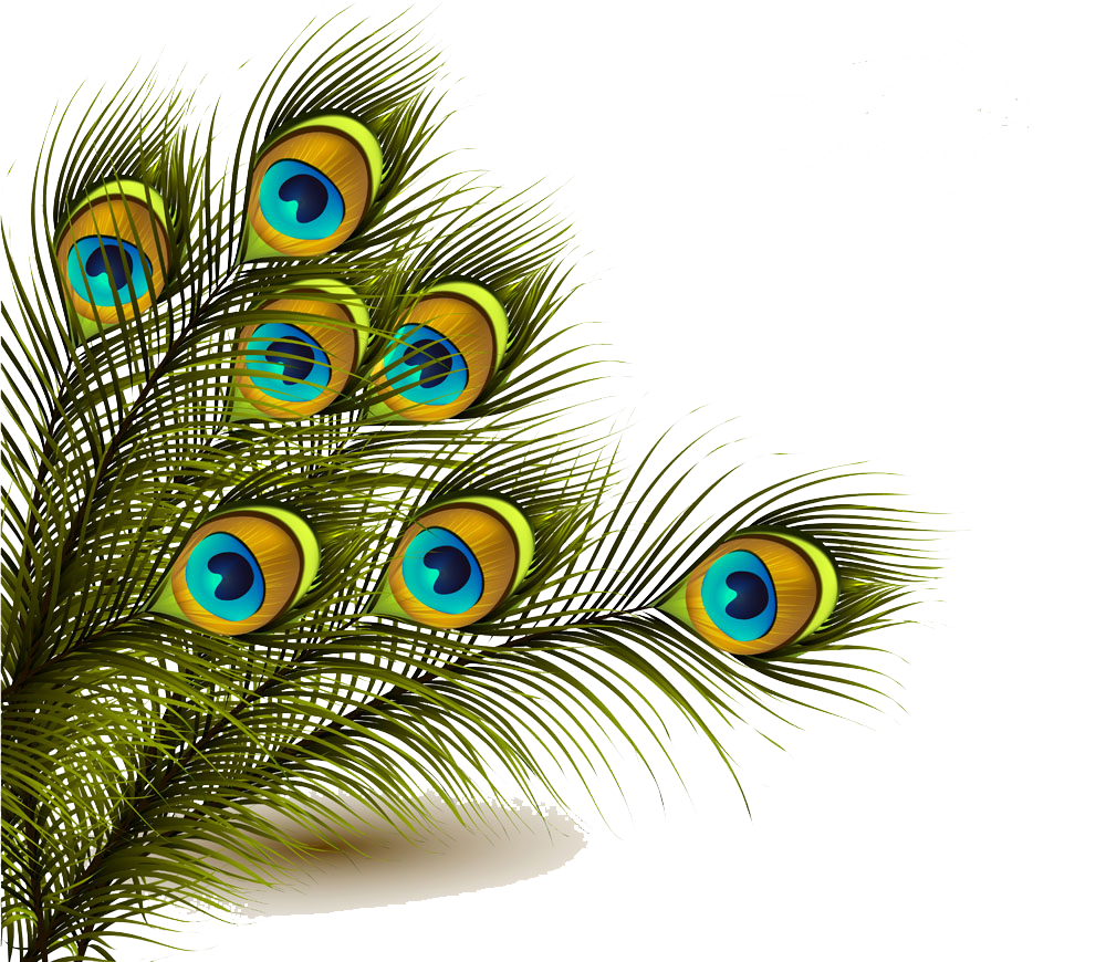 Peafowl Feather Clip art - Peacock feather background image png