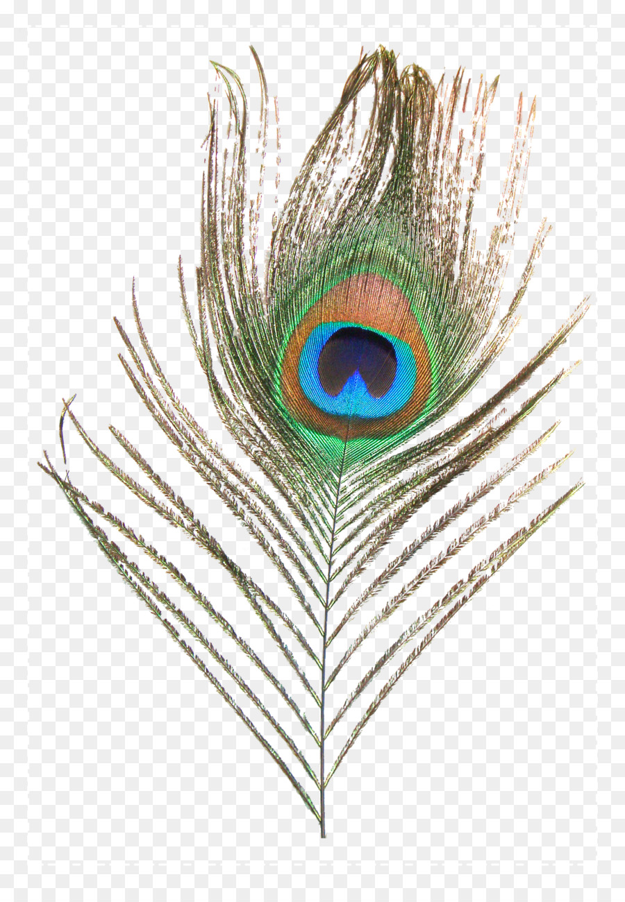 Feather Peafowl Clip art - Peacock feather png download - 1218*1737 - Free Transparent Feather png Download.