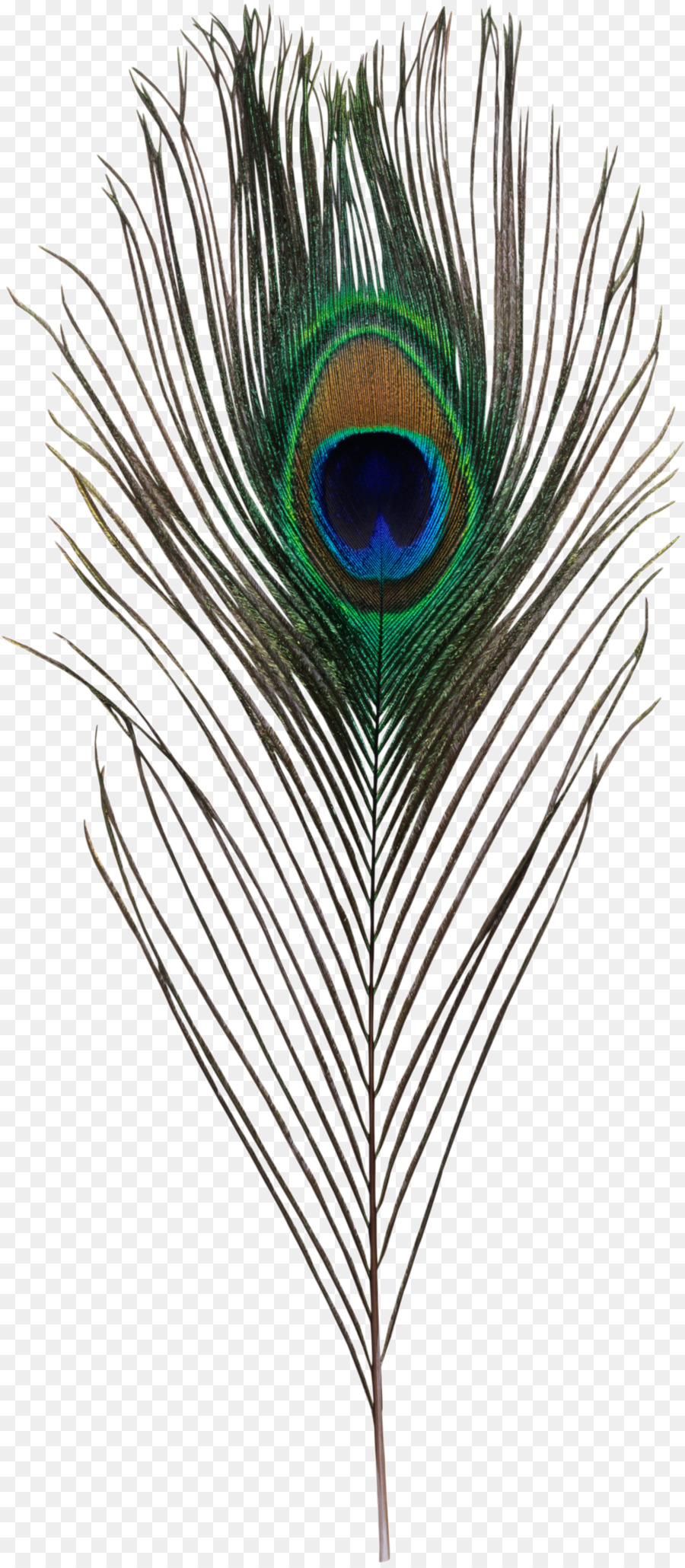 Bird Asiatic peafowl Feather Simple eye in invertebrates - Peacock feather png download - 1568*3584 - Free Transparent Bird png Download.