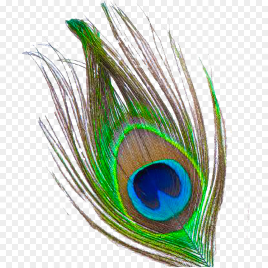Krishna Feather Clip art - Peacock Feather PNG Transparent Images png download - 800*897 - Free Transparent Krishna png Download.