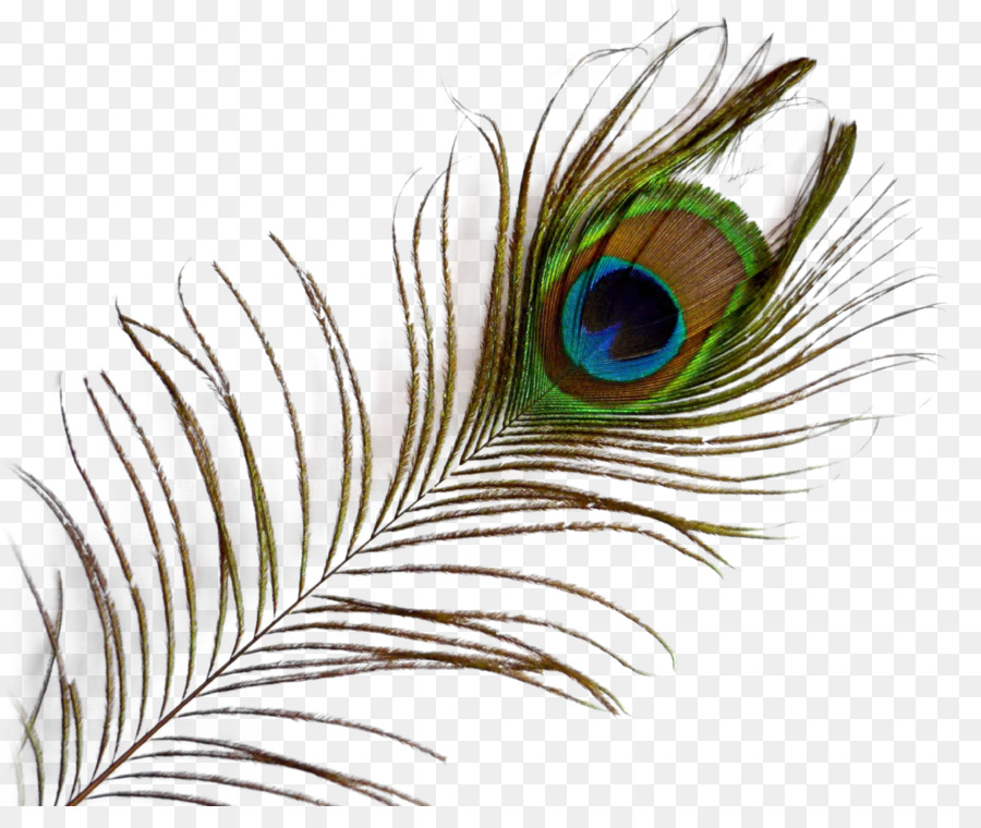 Feather Clip art - Peacock Feather png download - 1230*1012 - Free Transparent Feather png Download.