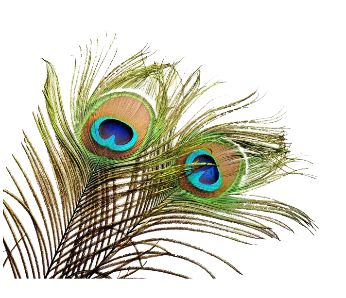 Feather Wedding invitation Peafowl Bird - Peacock feather png download