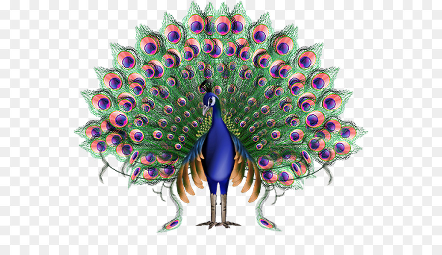 Krishna Animation Peafowl - Peacock PNG png download - 600*503 - Free Transparent Bird png Download.