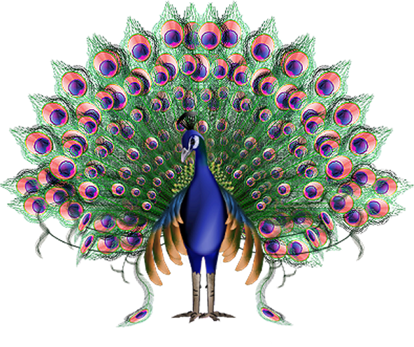 Krishna Animation Peafowl - Peacock PNG png download - 600*503 - Free  Transparent Bird png Download. - Clip Art Library