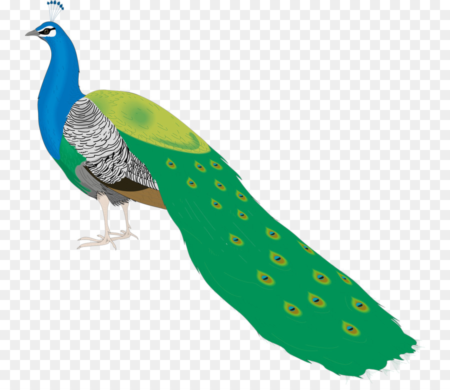 Bird Peafowl Clip art - Pretty Peacock png download - 800*769 - Free Transparent Bird png Download.
