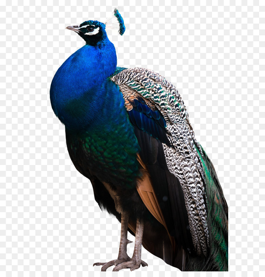 Peafowl Bird - Peacock PNG png download - 1200*1701 - Free Transparent Peafowl png Download.