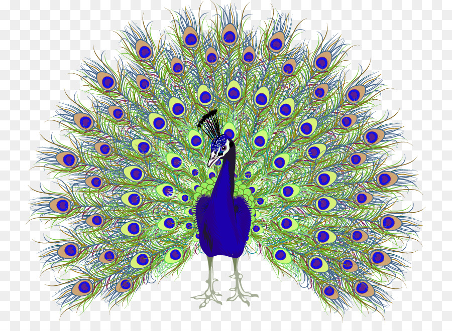 Peafowl Euclidean vector - Peacock png download - 797*644 - Free Transparent Peafowl png Download.