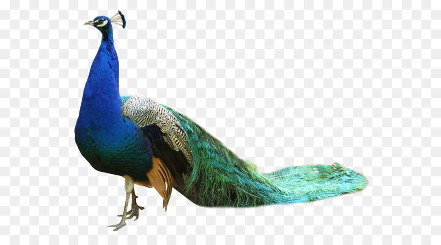Bird Peafowl - Peacock PNG png download - 1594*1212 - Free Transparent Bird png Download.