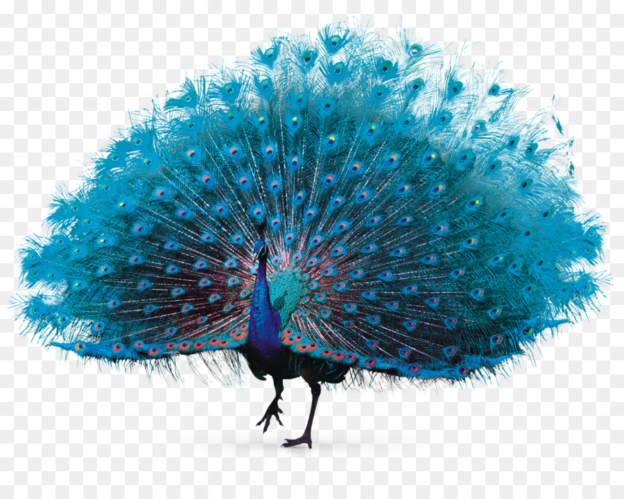 Feather Peafowl - Peacock png download - 1249*996 - Free Transparent Feather png Download.