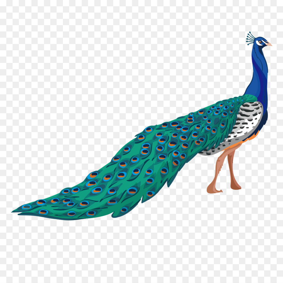 Peafowl Adobe Illustrator - peacock png download - 2362*2362 - Free Transparent Peafowl png Download.
