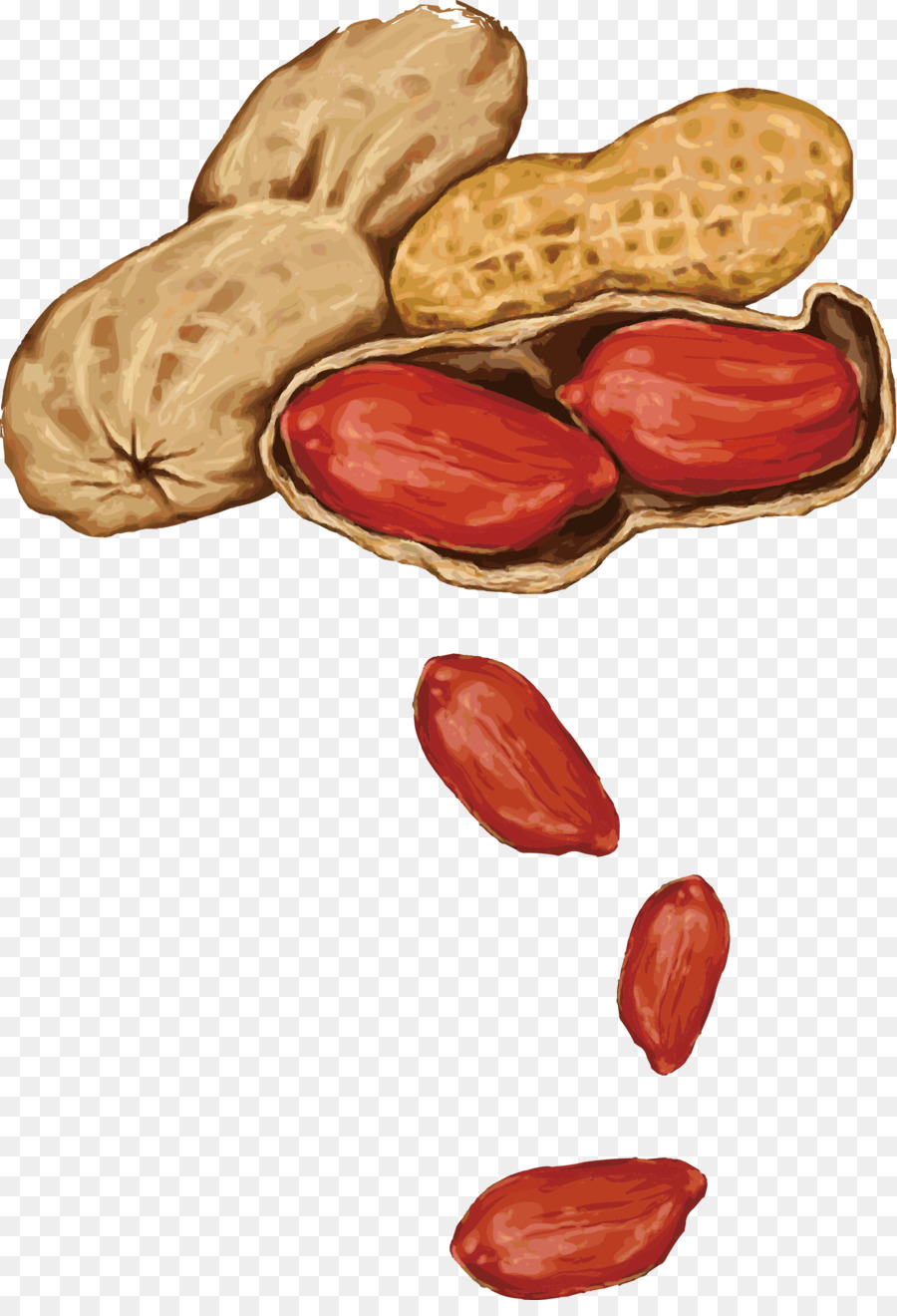 Peanut Almond Drawing - Hand-painted bouquet Vector png download - 1775*2571 - Free Transparent Nut png Download.