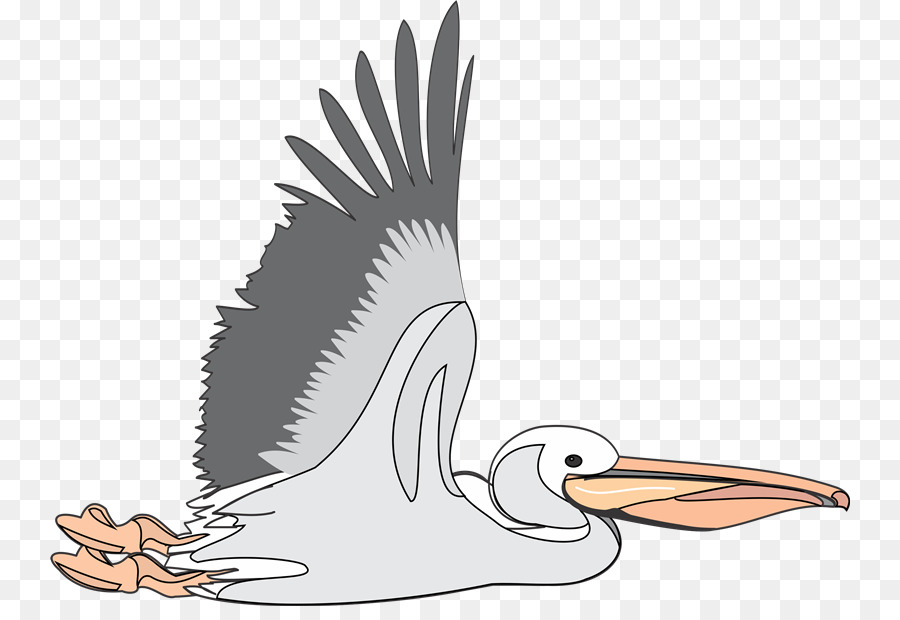 Brown pelican Clip art - pv sindhu png download - 800*606 - Free Transparent Brown Pelican png Download.