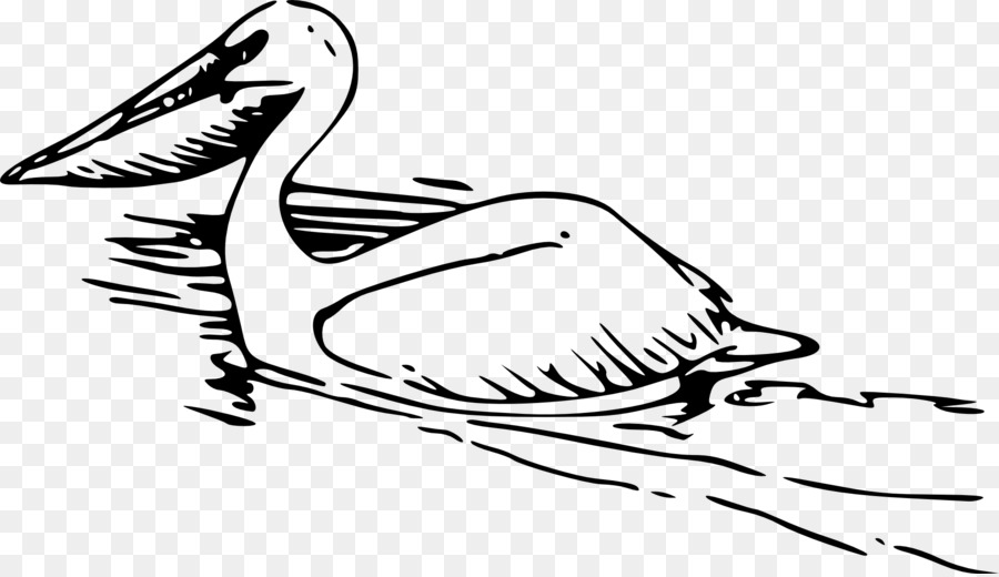 Pelican Clip art - Swimming png download - 1920*1102 - Free Transparent Pelican png Download.
