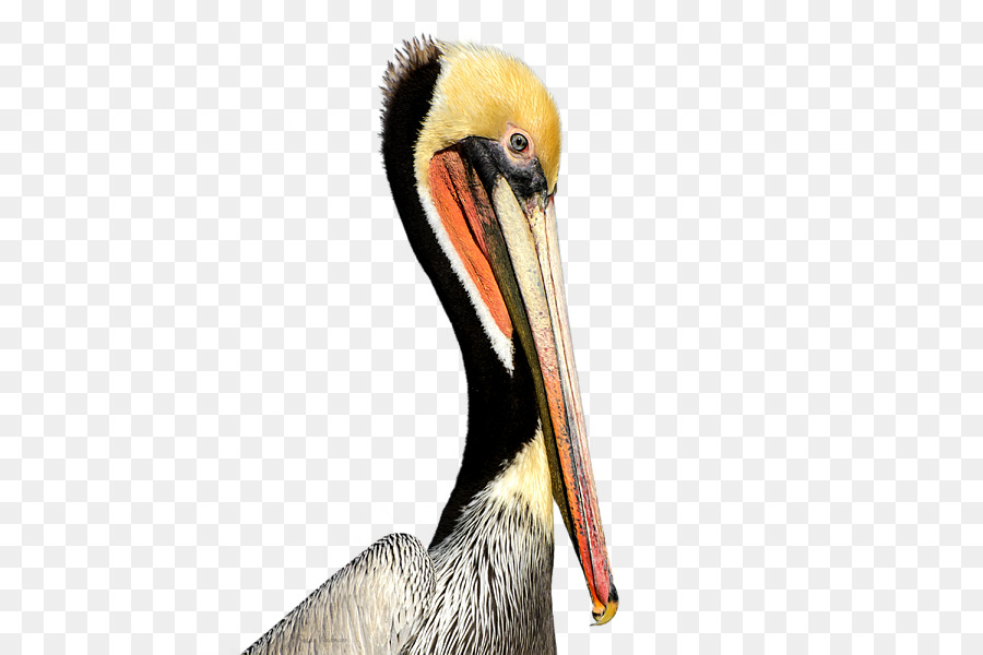 Pelican Products Beak Neck Animal - others png download - 600*600 - Free Transparent Pelican png Download.