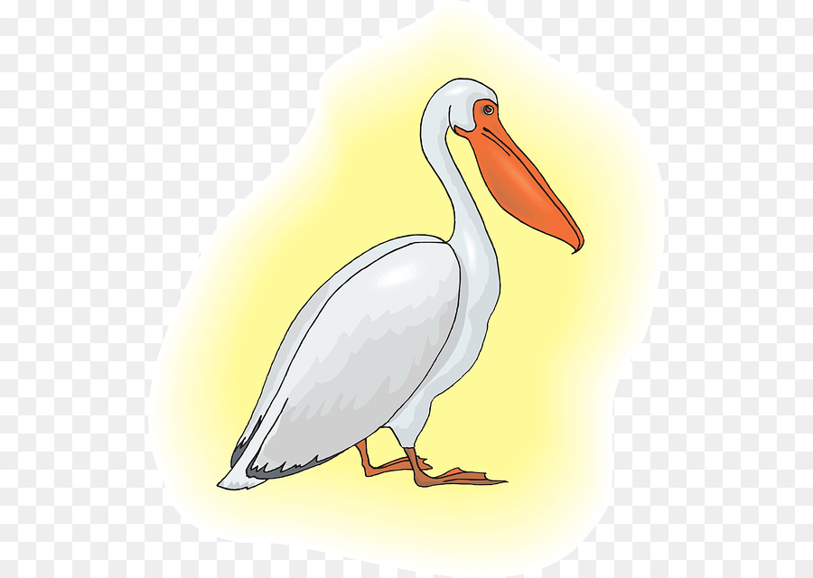 Pelican Clip art - others png download - 572*640 - Free Transparent Pelican png Download.