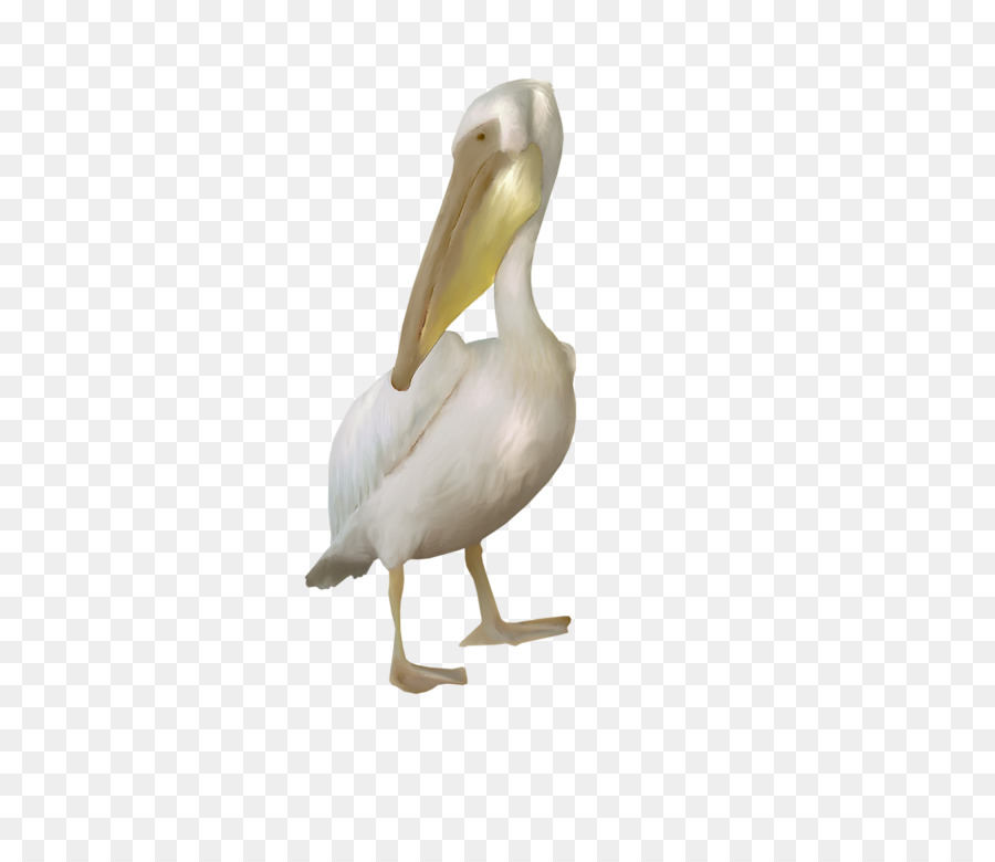 Pelican Goose Cygnini Duck Bird - goose png download - 800*776 - Free Transparent Pelican png Download.
