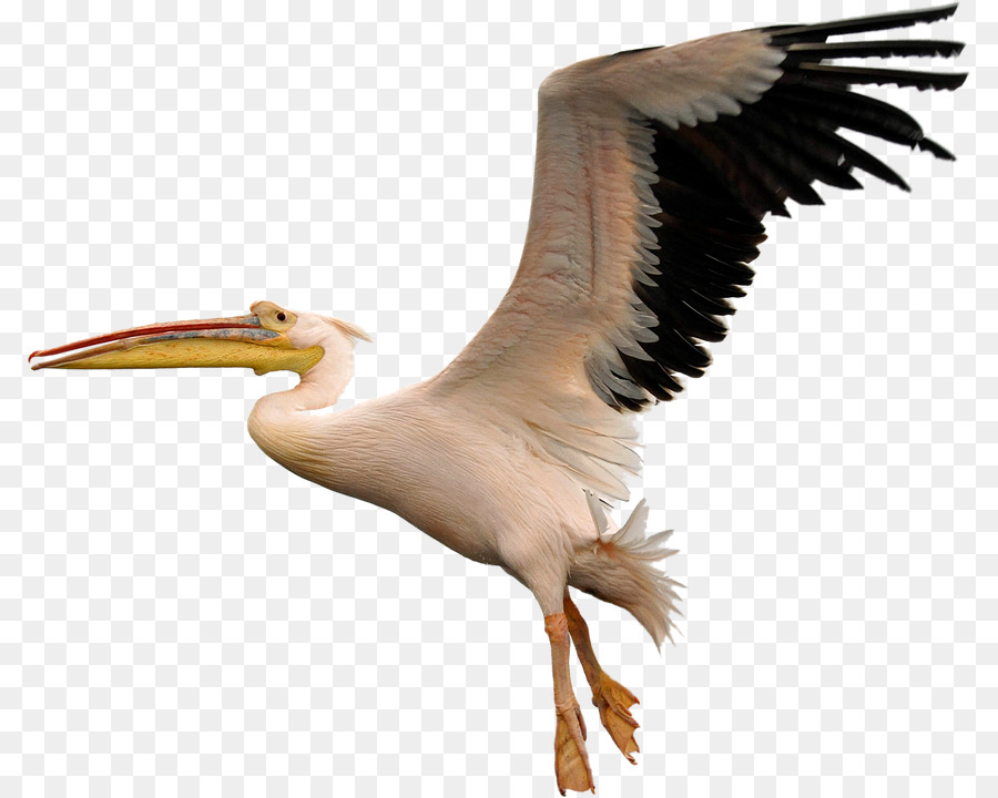 Pelican Bird Clip art - macaw png download - 852*720 - Free Transparent Pelican png Download.
