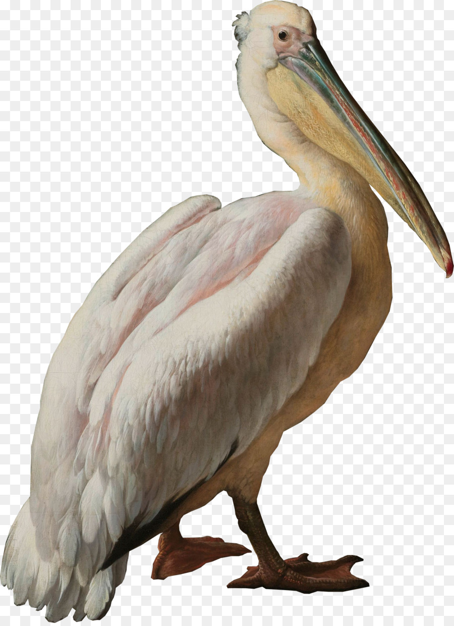 Pelican Seabird Pelecaniformes Water bird - pelican png download - 2033*2788 - Free Transparent Pelican png Download.