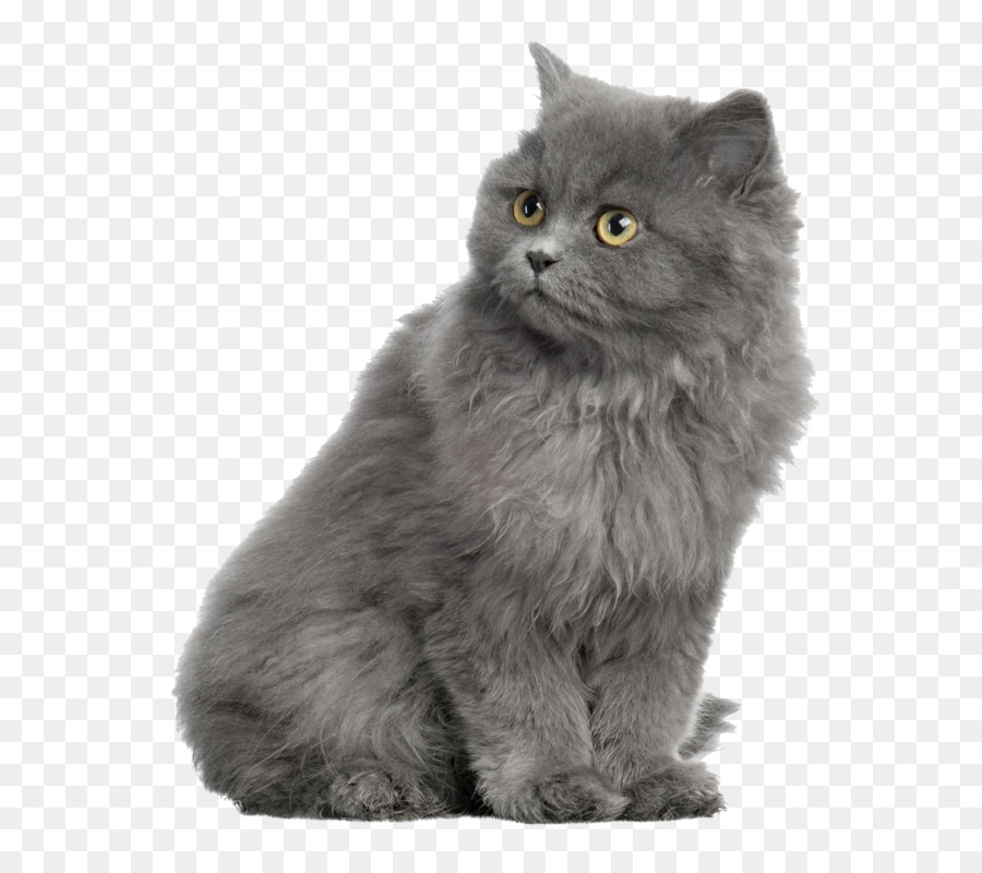 Persian cat British Shorthair Kitten Dog Horse - Gray cat png download - 620*800 - Free Transparent Persian Cat png Download.