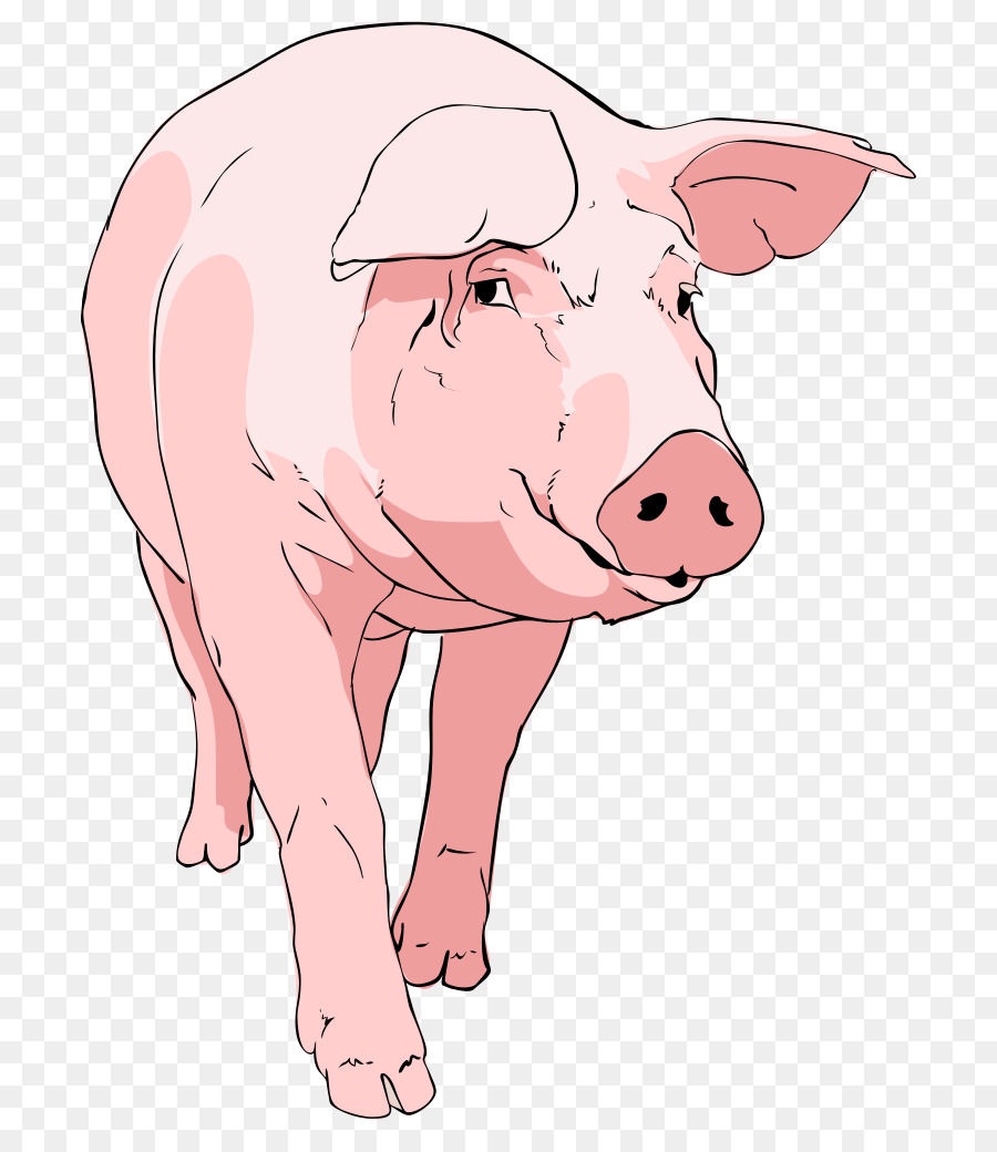 Domestic pig Drawing Clip art - Pig Cliparts png download - 779*1024 - Free Transparent Domestic Pig png Download.