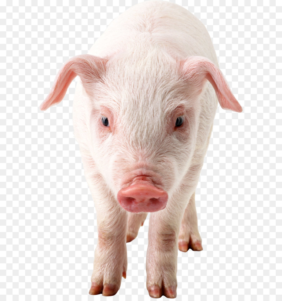 Domestic pig Clip art - Pig Png Clipart png download - 1658*2428 - Free Transparent Pig png Download.