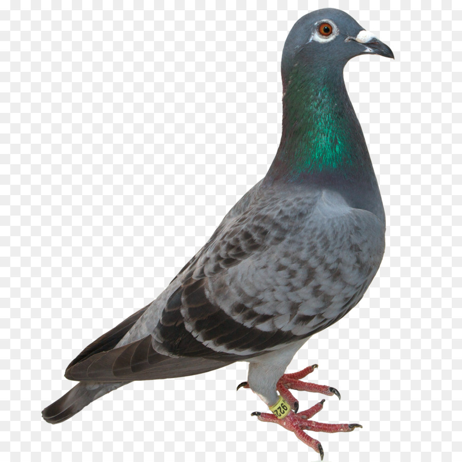 Racing homer pigeon images download free