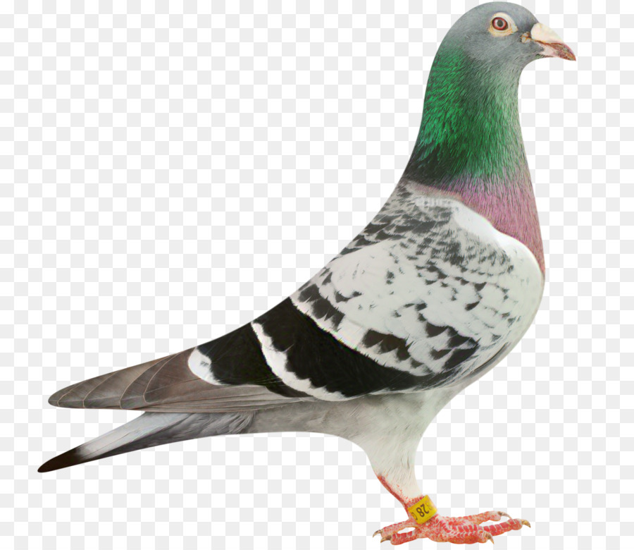 Pigeons and doves Homing pigeon Pigeon racing Bird Pigeon sport -  png download - 2412*2075 - Free Transparent Pigeons And Doves png Download.