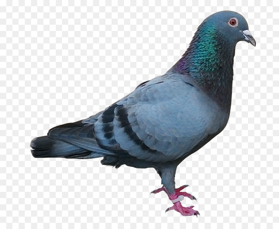 Racing Homer Homing pigeon Columbidae Bird Pigeon post - pigeon png download - 1600*1284 - Free Transparent Racing Homer png Download.
