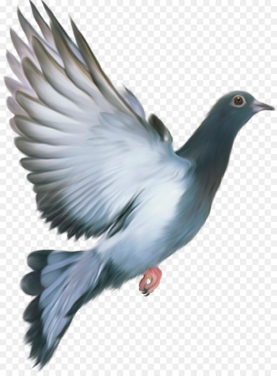 Columbidae Domestic pigeon Bird Clip art - pigeon png download - 1053*1425 - Free Transparent Columbidae png Download.