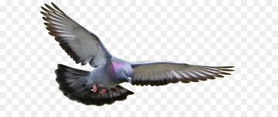 Homing pigeon Columbidae Fancy pigeon Bird Pigeon racing - Pigeon Png Clipart png download - 1185*657 - Free Transparent Racing Homer png Download.