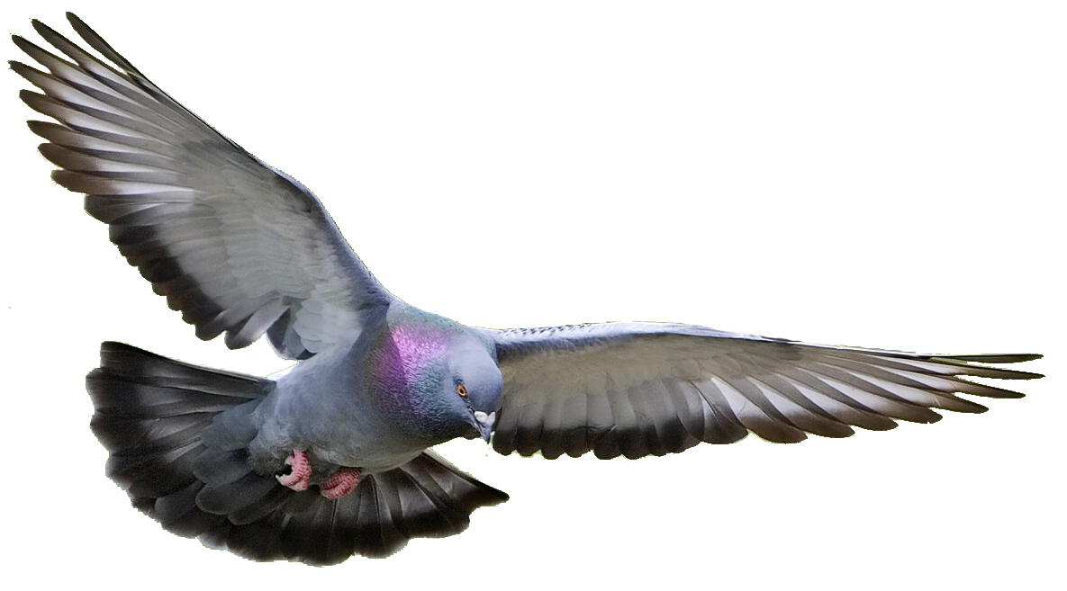 Homing Pigeon Columbidae Fancy Pigeon Bird Pigeon Racing Pigeon Png