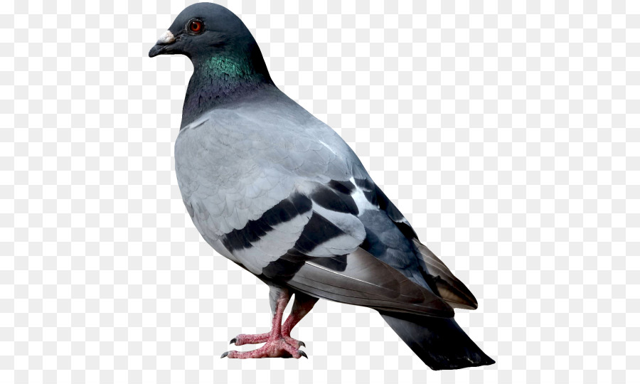 Columbidae Bird Domestic pigeon Clip art - DOVES png download - 500*528 - Free Transparent Columbidae png Download.
