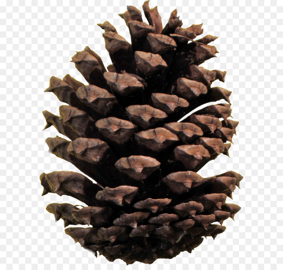 Conifer cone Pine - Pine cone PNG png download - 2688*3504 - Free Transparent Stone Pine png Download.