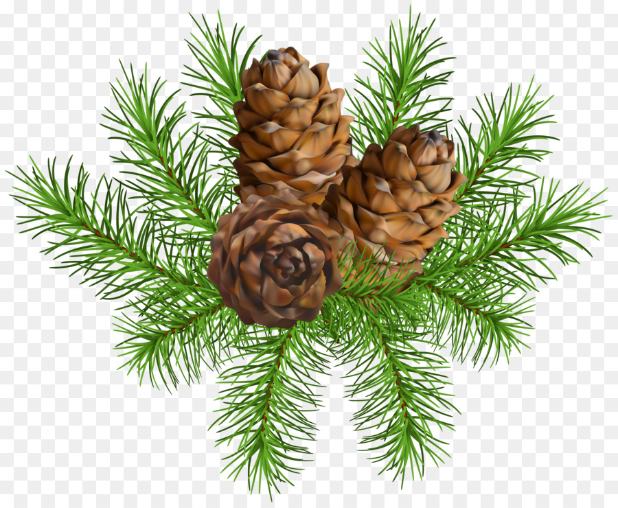 Conifer cone Conifers Branch Fir - pine cone png download - 5000*4101 - Free Transparent Conifer Cone png Download.