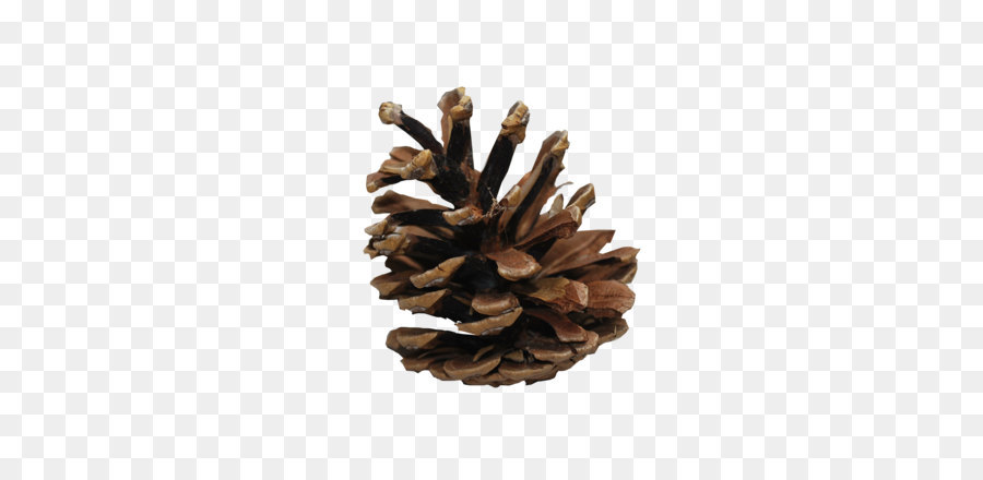 Conifer cone Wallpaper - Pine cone PNG png download - 1936*1296 - Free Transparent Coulter Pine png Download.