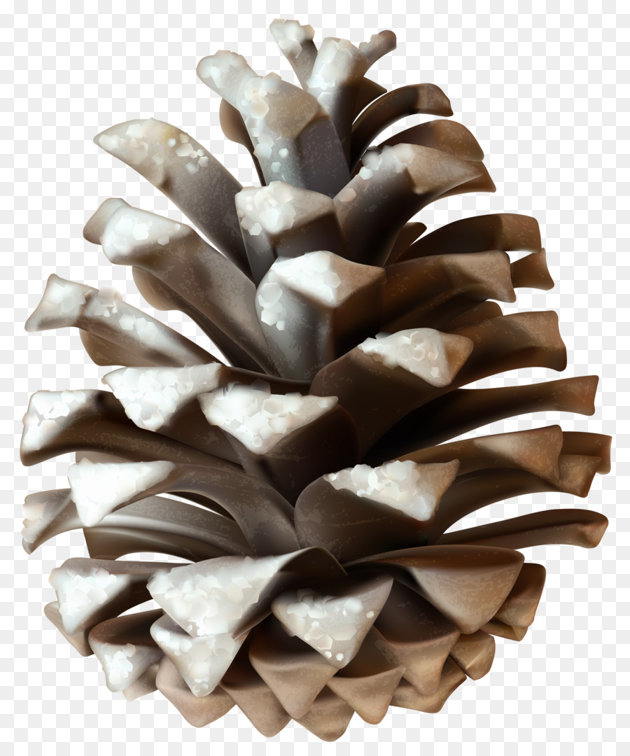 Stone pine Conifer cone Clip art - pine cone png download - 3406*4078 - Free Transparent Stone Pine png Download.