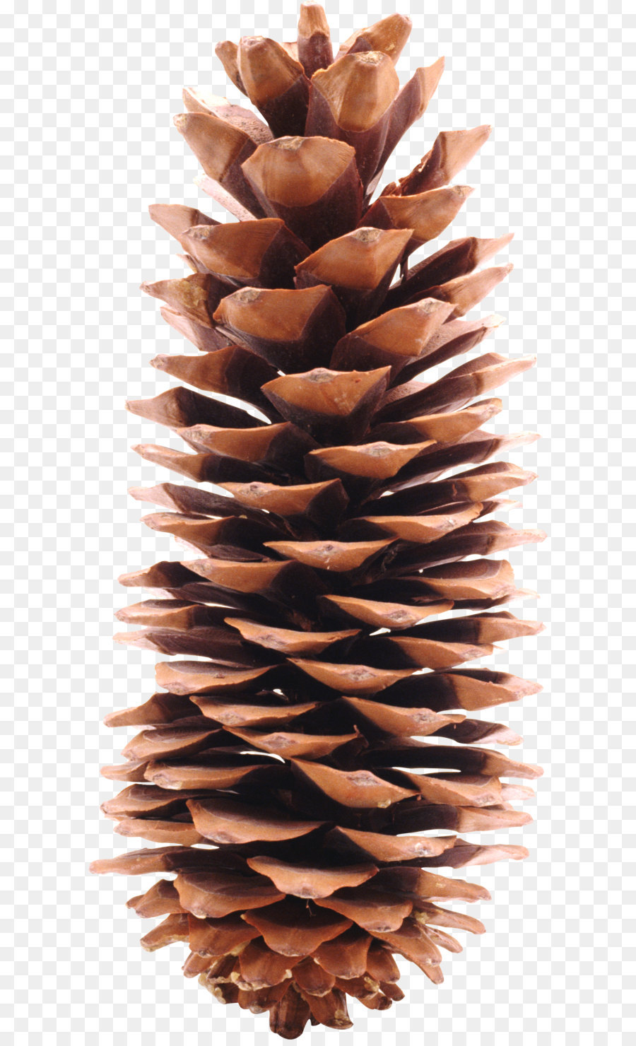 Grand Theft Auto V Conifer cone Coub Website YouTube - Pine cone PNG png download - 1327*3004 - Free Transparent Pine png Download.