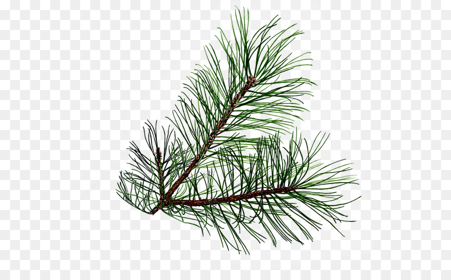 Pine Tree Leaf Conifer cone Clip art - tree png download - 600*544 - Free Transparent Pine png Download.