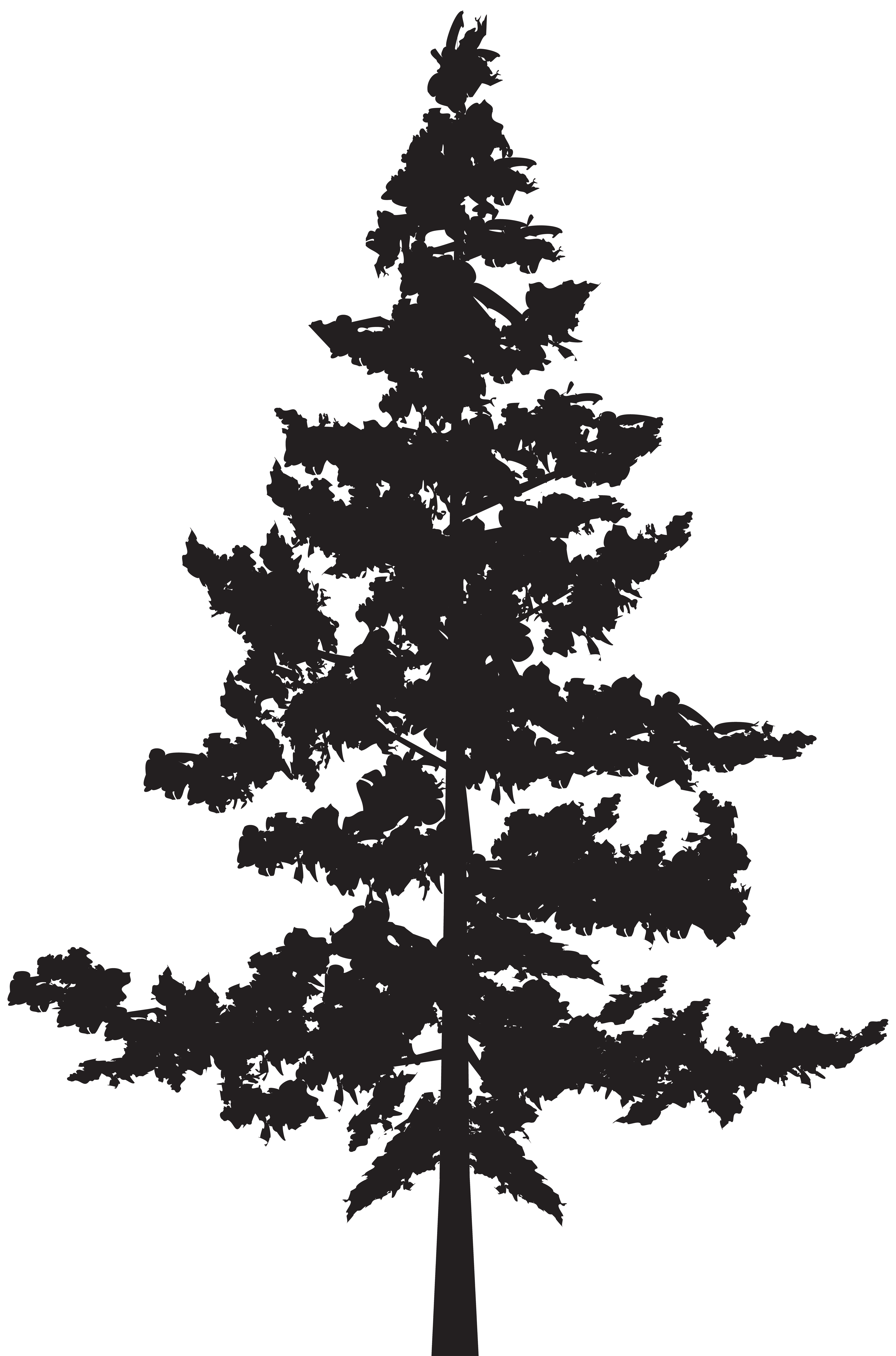 Black pine Tree Pinus contorta - Tree PNG Silhouette Clip Art Image png