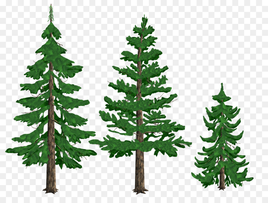 Pine Drawing Tree Conifers Fir - pine tree png download - 1024*768