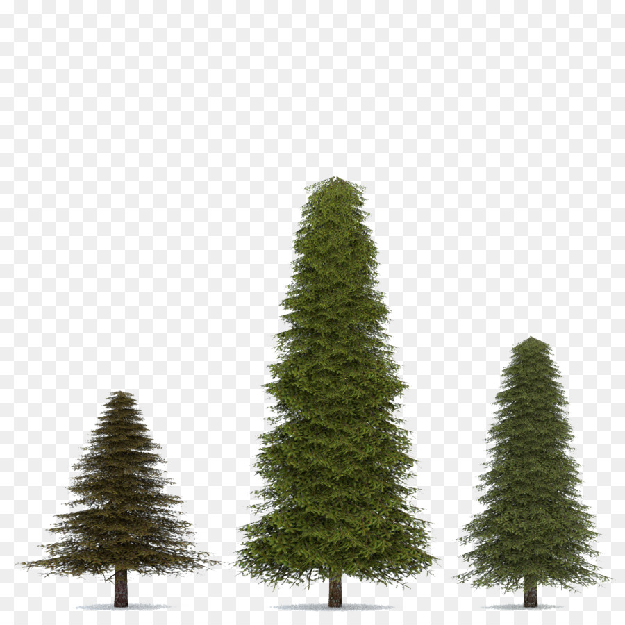 Fir Spruce Pine Tree - Fir-Tree PNG Transparent Image png download - 1200*1200 - Free Transparent Fir png Download.