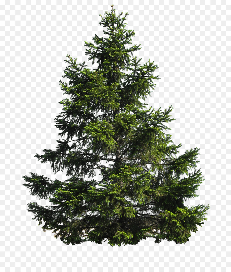 Pine Tree - Pine Tree PNG Image png download - 755*1059 - Free Transparent Pine png Download.