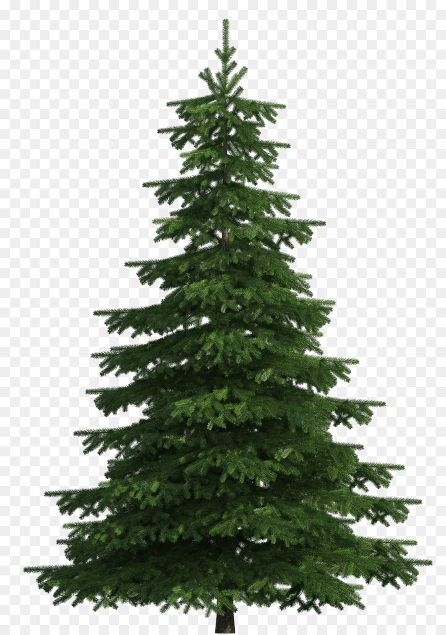 Sugar pine Scots pine Balsam fir Tree Clip art - pine png download - 1219*1729 - Free Transparent Sugar Pine png Download.