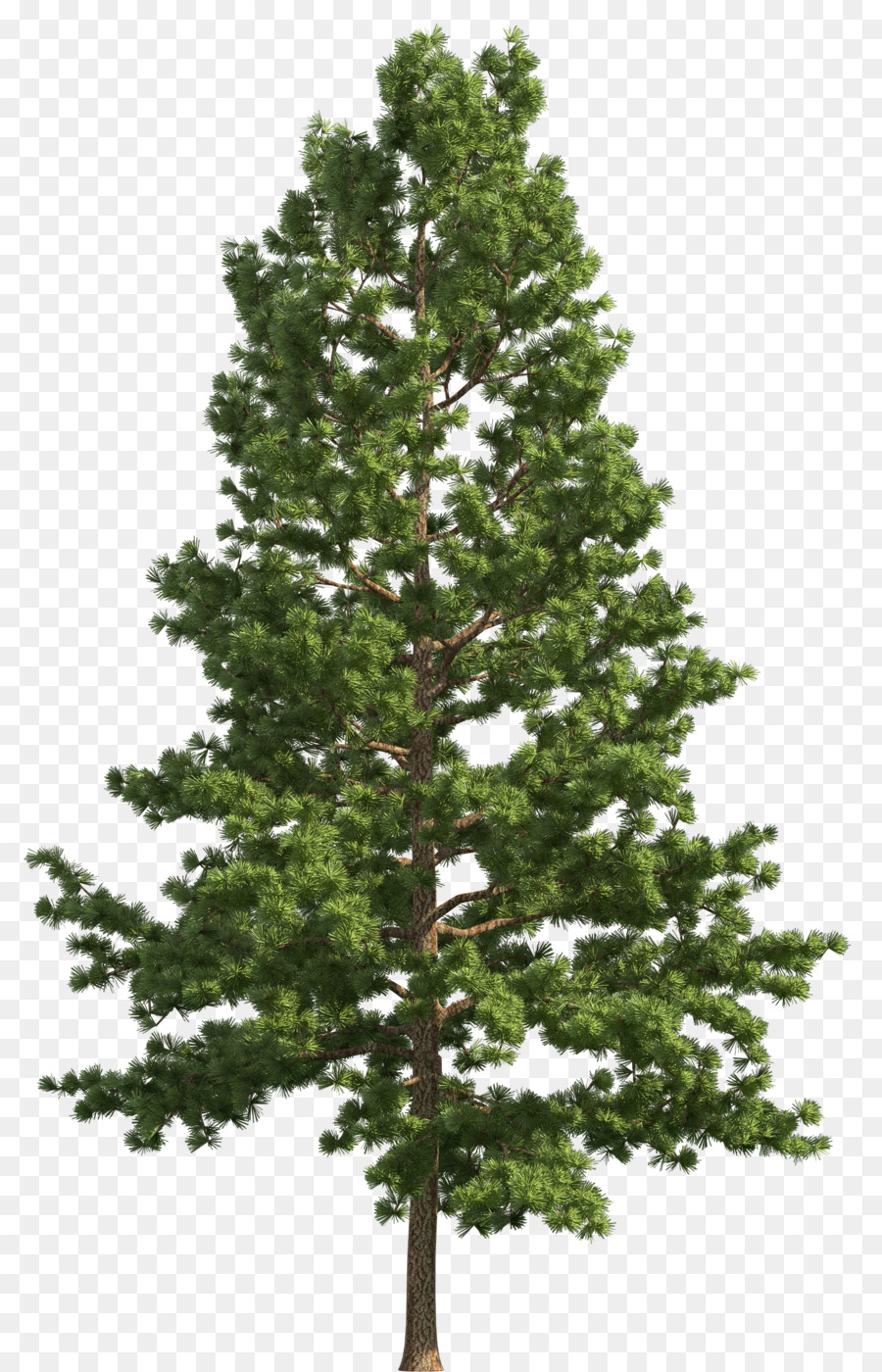Stone pine Tree Fir Clip art - Realistic Snow Cliparts png download - 1788*2781 - Free Transparent Stone Pine png Download.