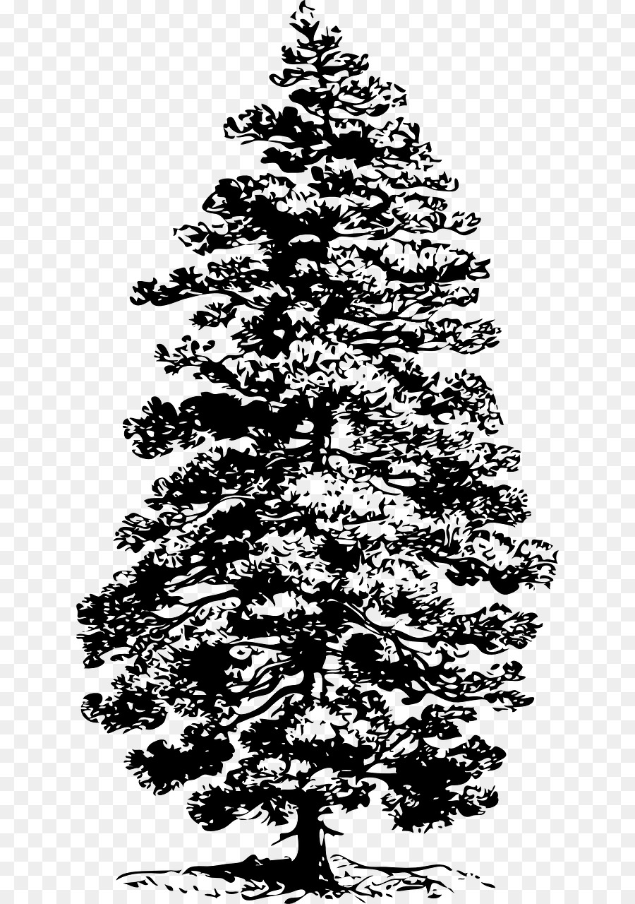 Eastern white pine Tree Fir Clip art - coniferous vector png download - 684*1280 - Free Transparent Pine png Download.